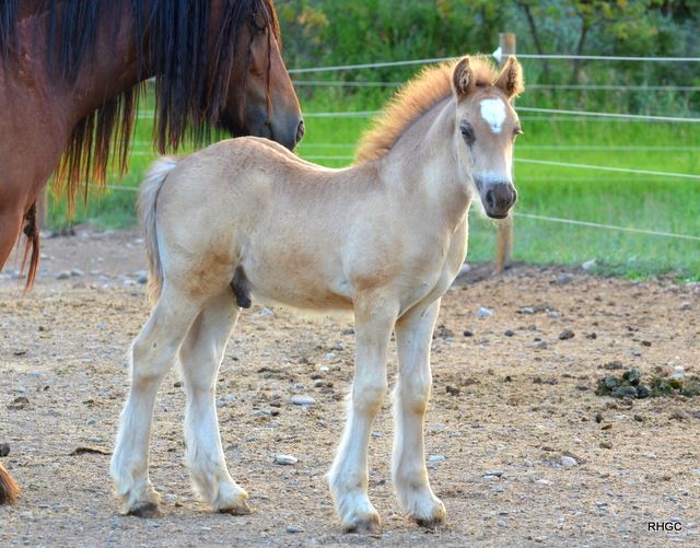 Yukon, Smokey Silver colt